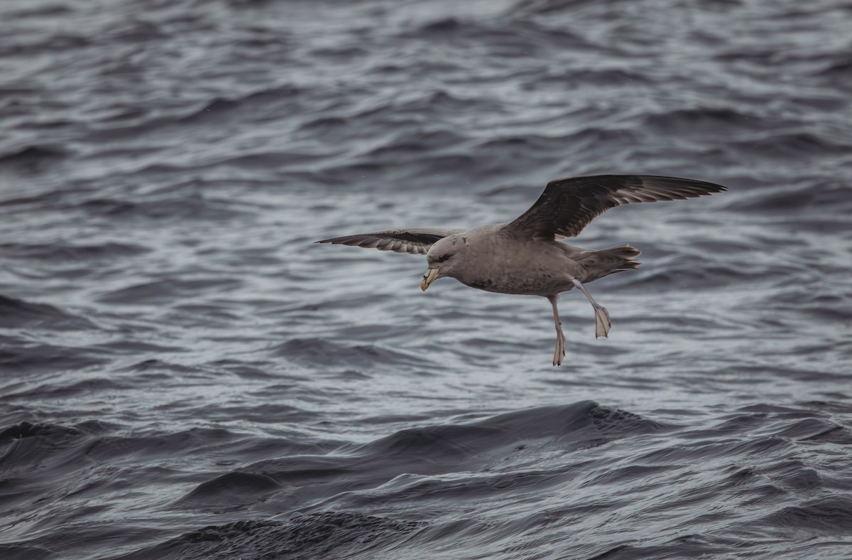 暴風鸌 - ML645306763