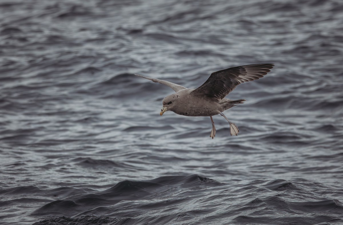 暴風鸌 - ML645306765