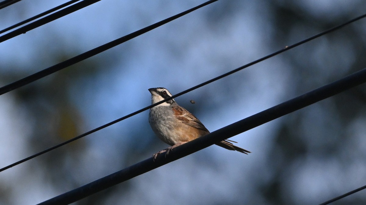 Stripe-headed Sparrow - ML645306766