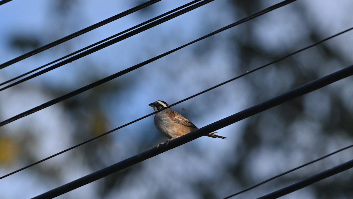 Stripe-headed Sparrow - ML645306767