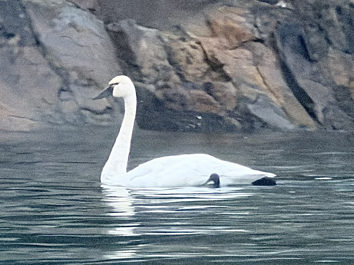 小天鵝 - ML645306768