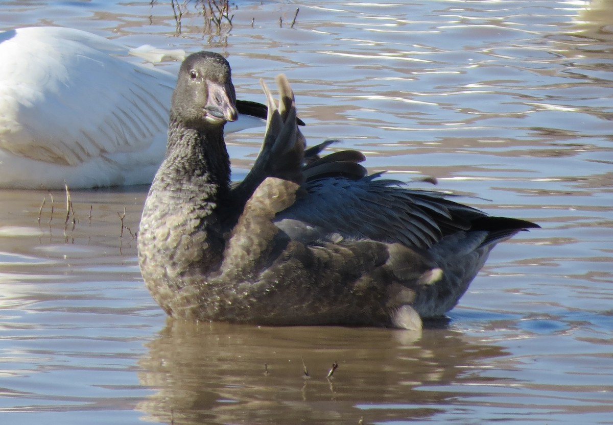 Snow Goose - ML645306771