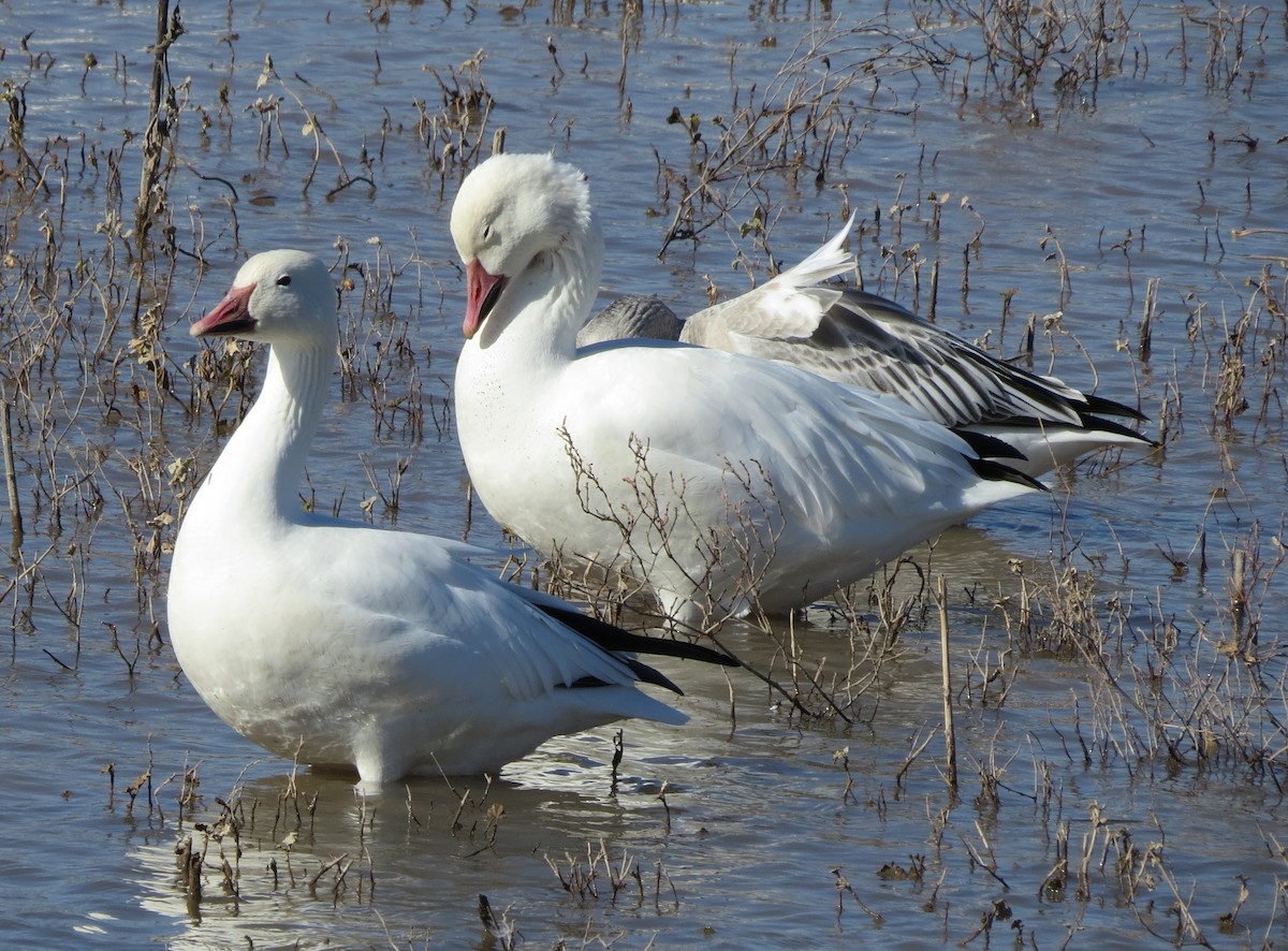 Snow Goose - ML645306772