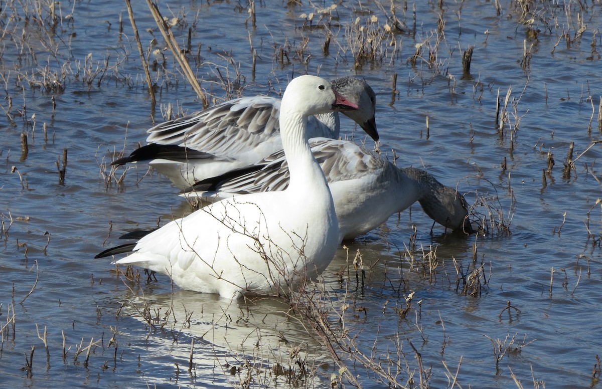 Snow Goose - ML645306773