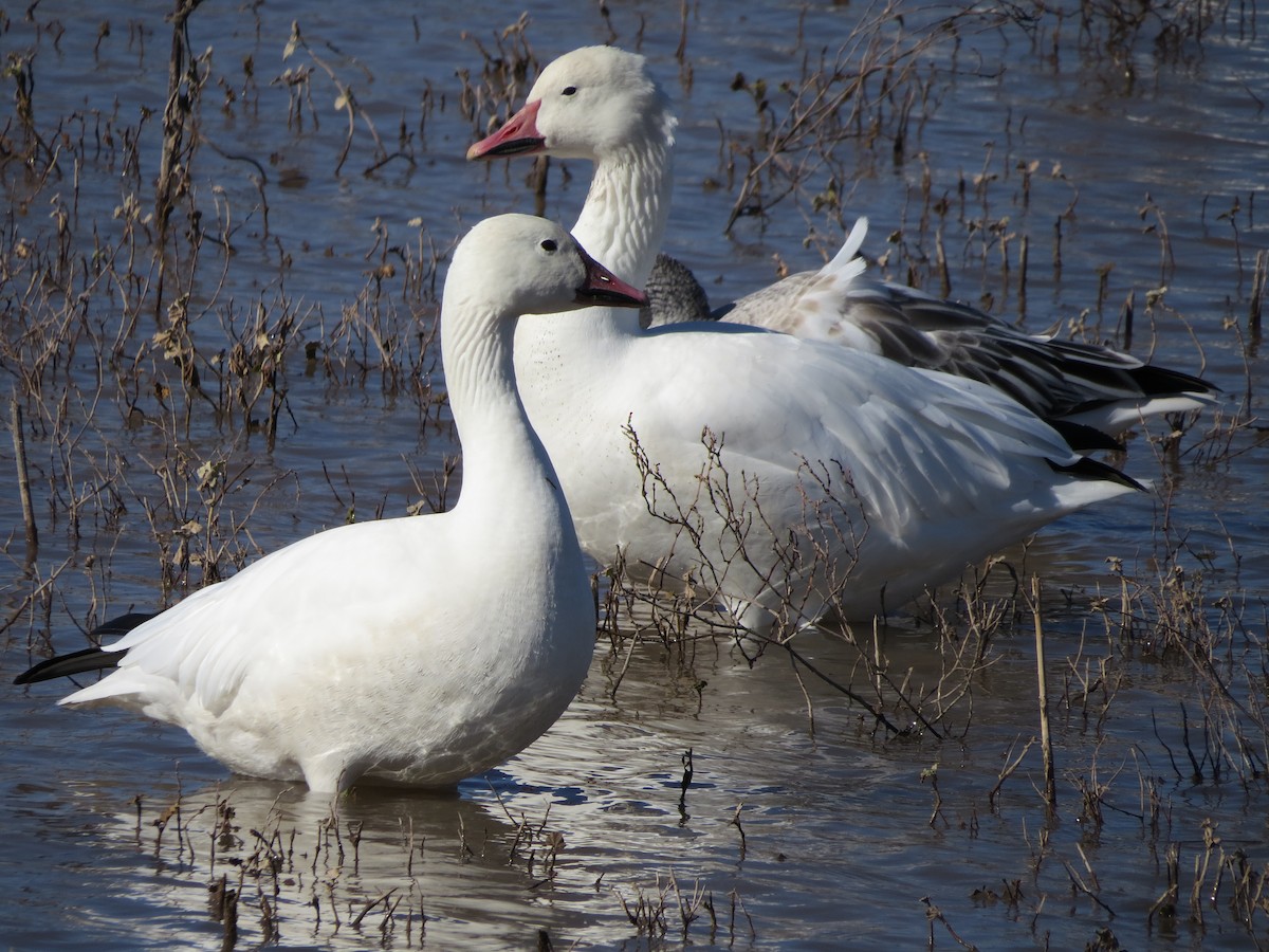 Snow Goose - ML645306774