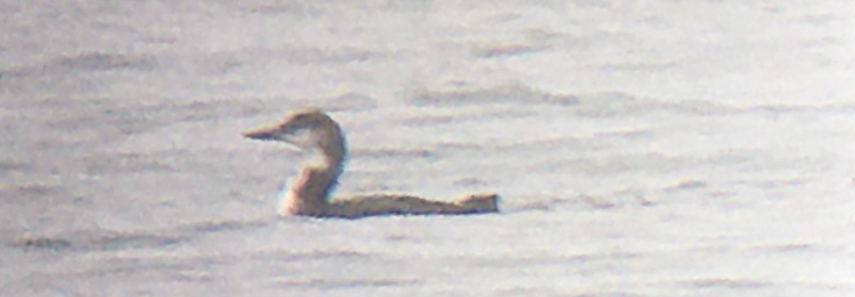 Common Loon - ML645306775