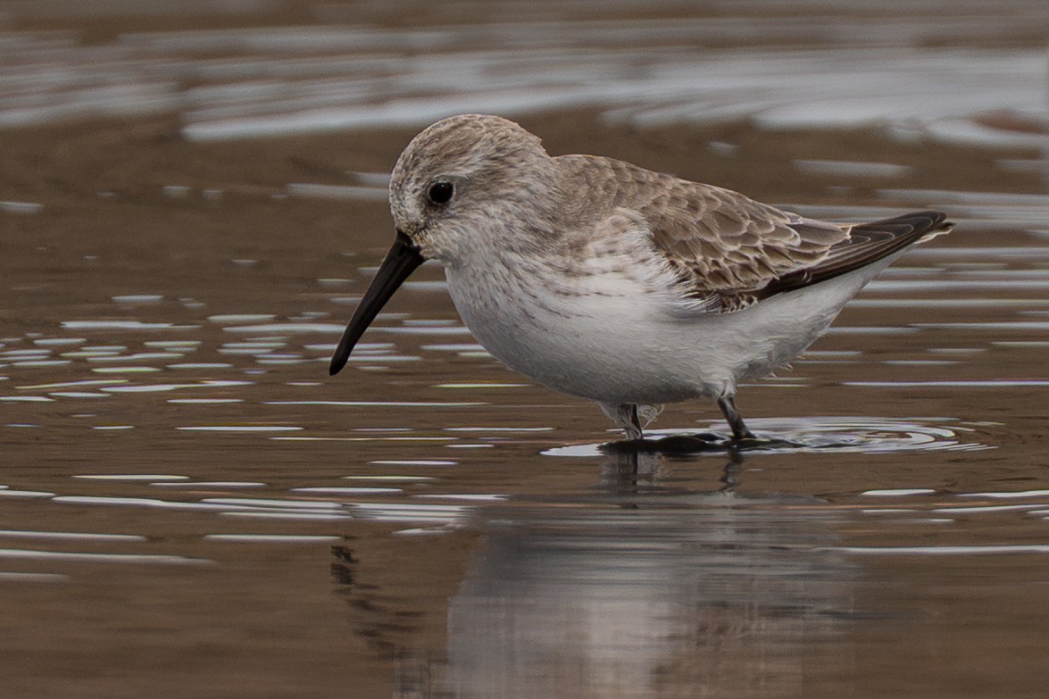 西濱鷸 - ML645306776