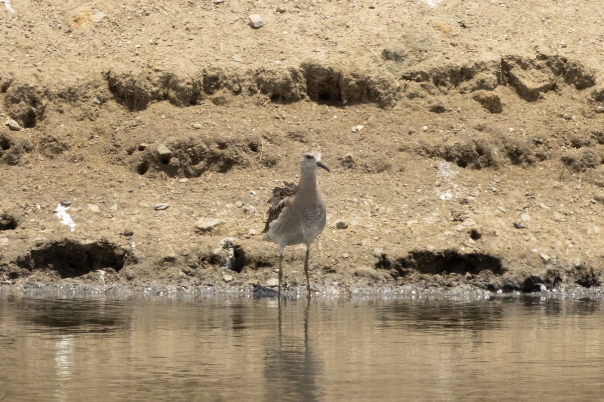 流蘇鷸 - ML645306778