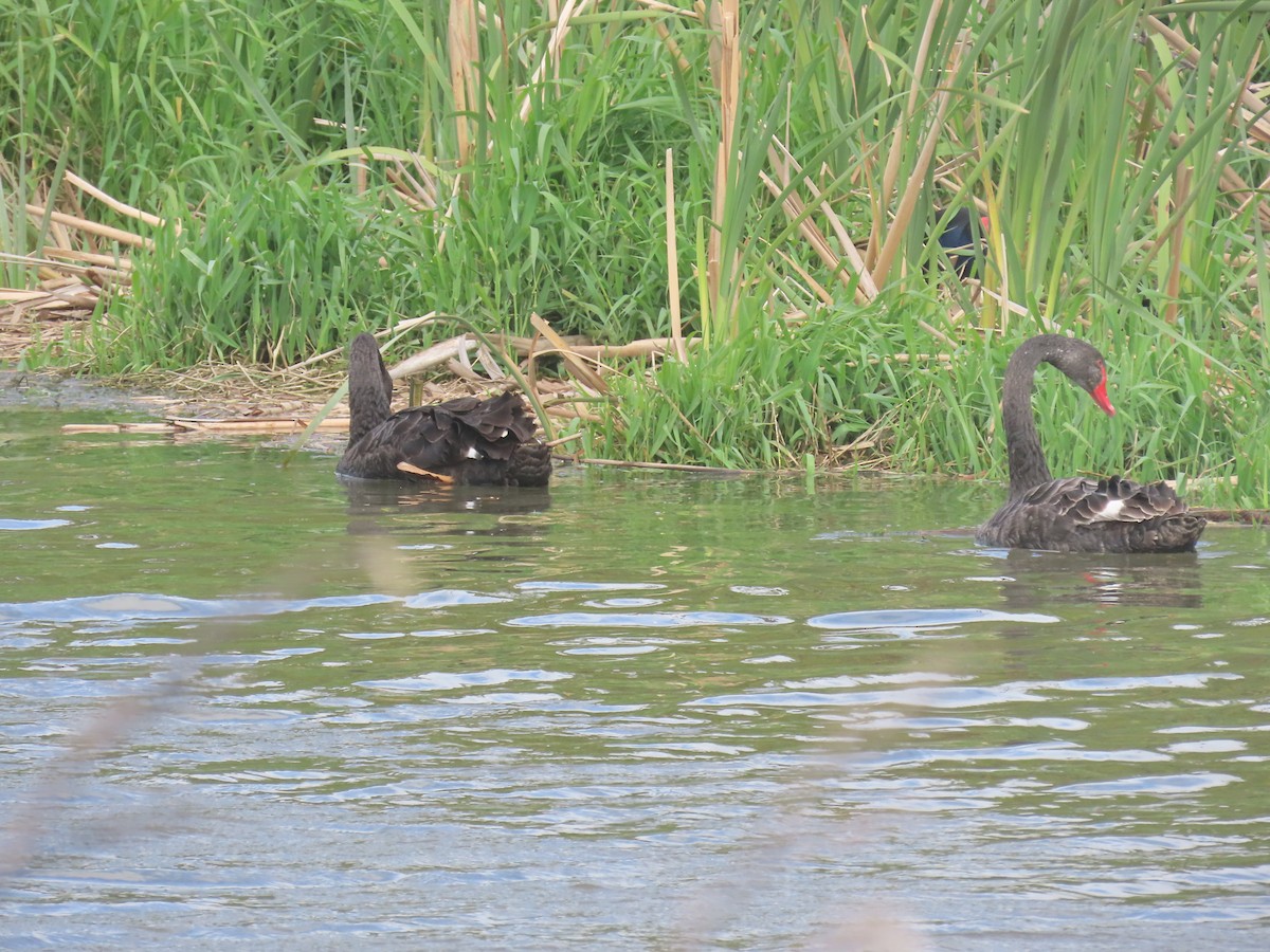黑天鵝 - ML645306779
