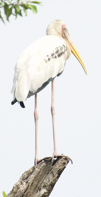 Milky Stork - ML645306780