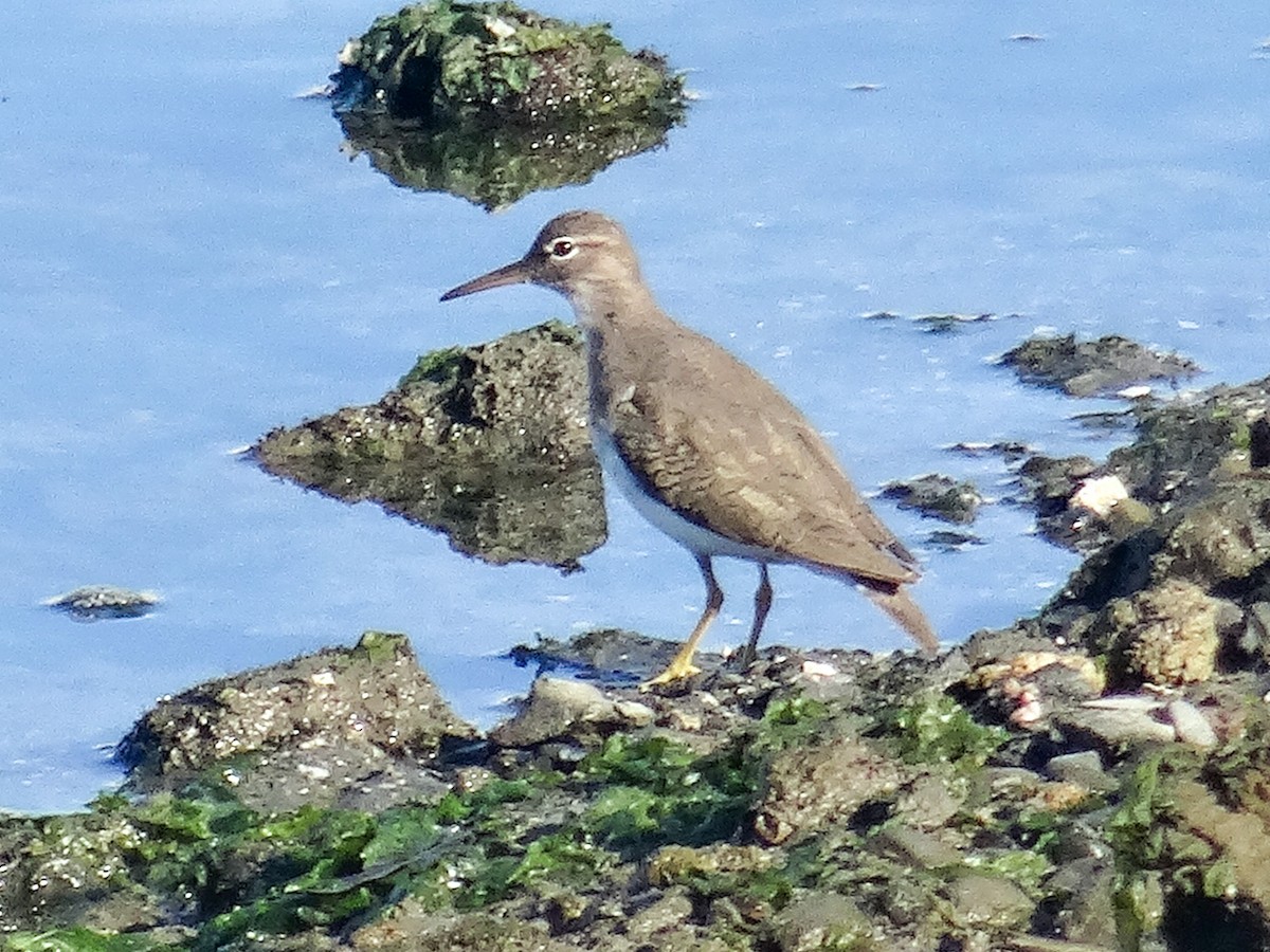 Spotted Sandpiper - ML645306781