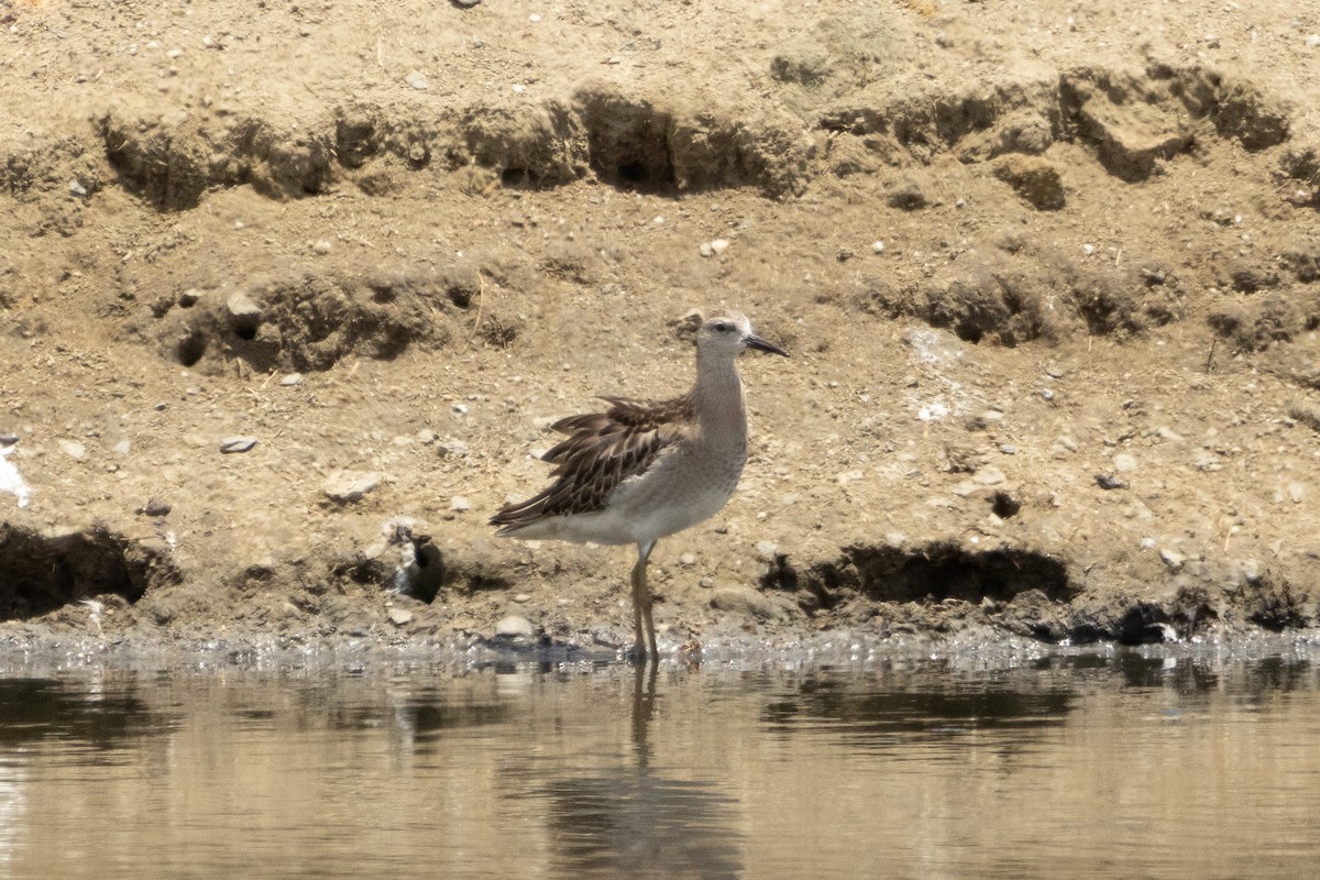 流蘇鷸 - ML645306782