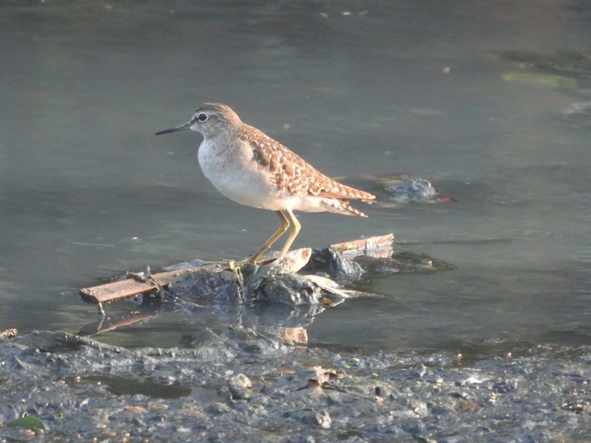 鷹斑鷸 - ML645306784