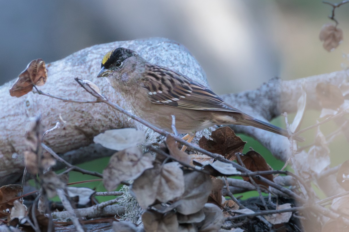 Golden-crowned Sparrow - ML645306785