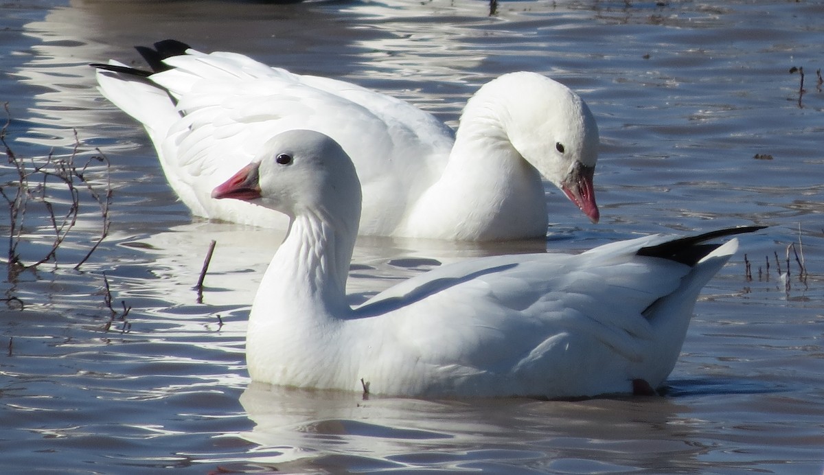 Ross's Goose - ML645306787