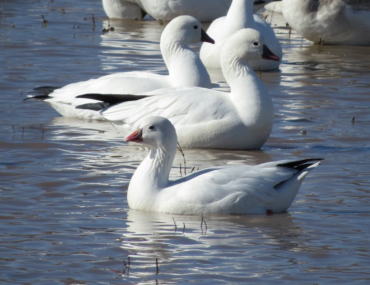 Ross's Goose - ML645306788