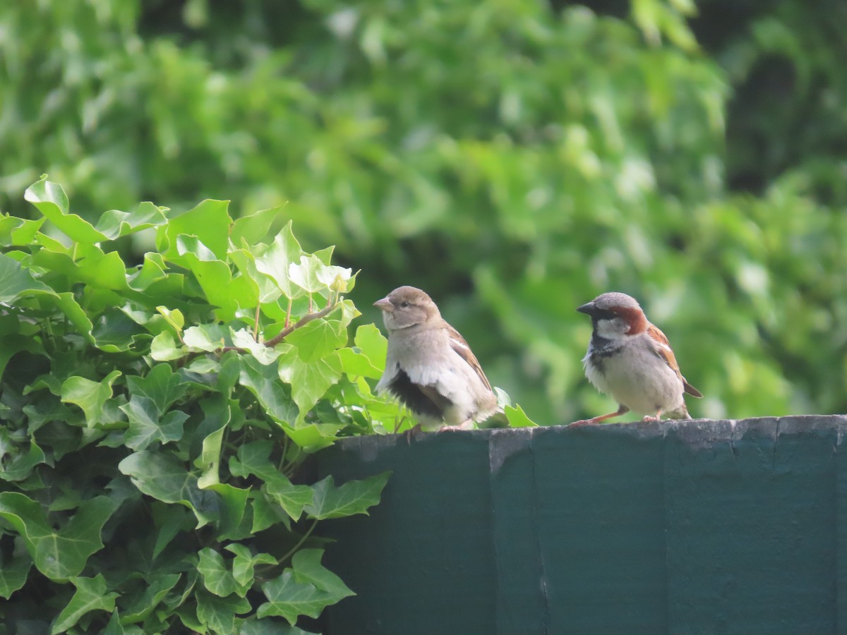 家麻雀 - ML645306789