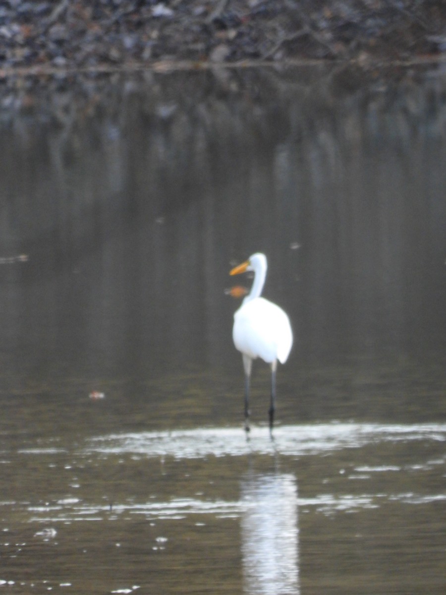 Garceta Grande - ML645306790