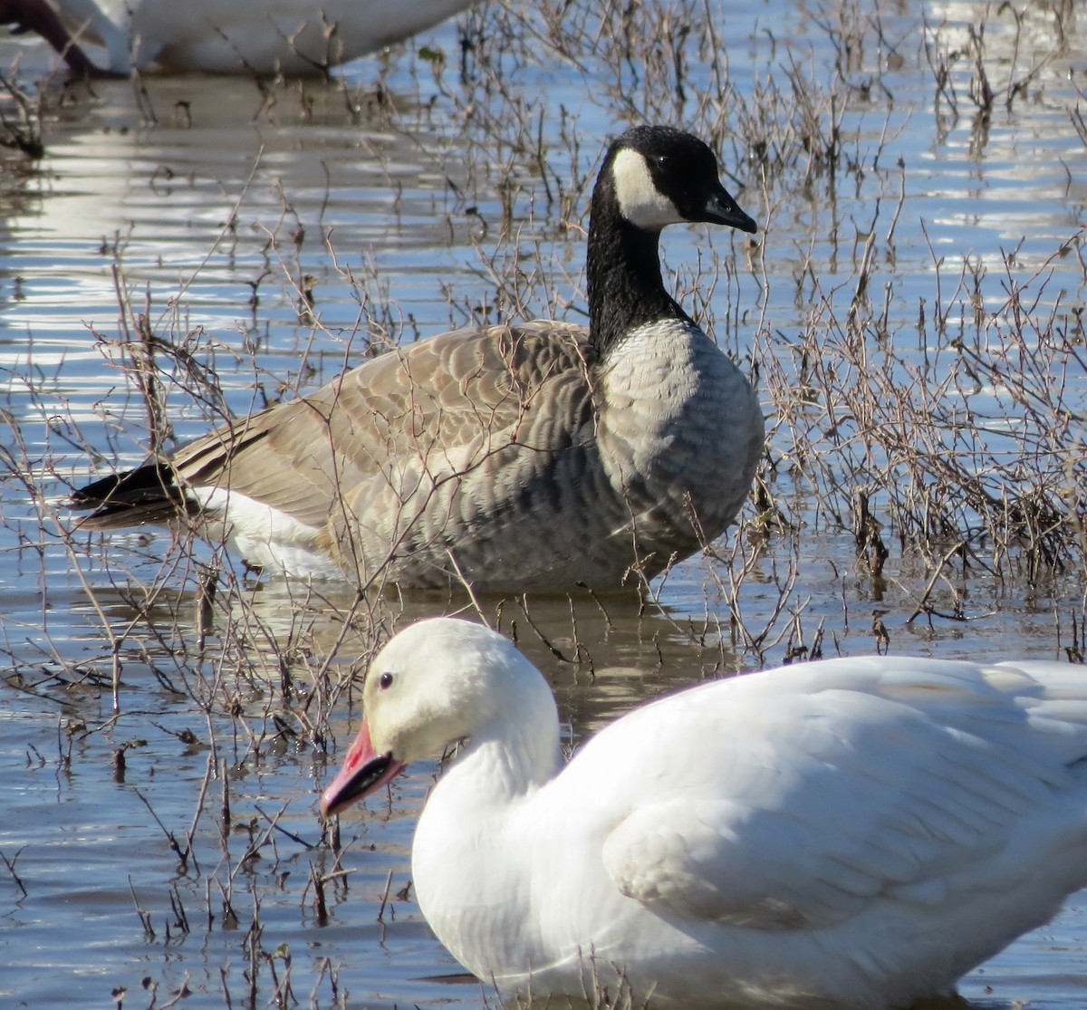 小加拿大雁 - ML645306791
