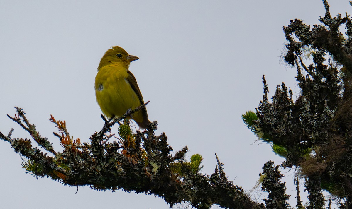 Piranga gorri-beltza - ML645306794