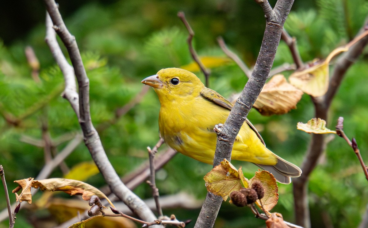 Piranga gorri-beltza - ML645306795