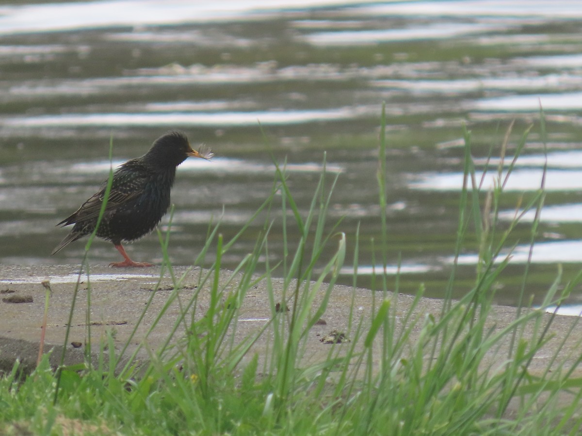 Arabazozo pikarta - ML645306797