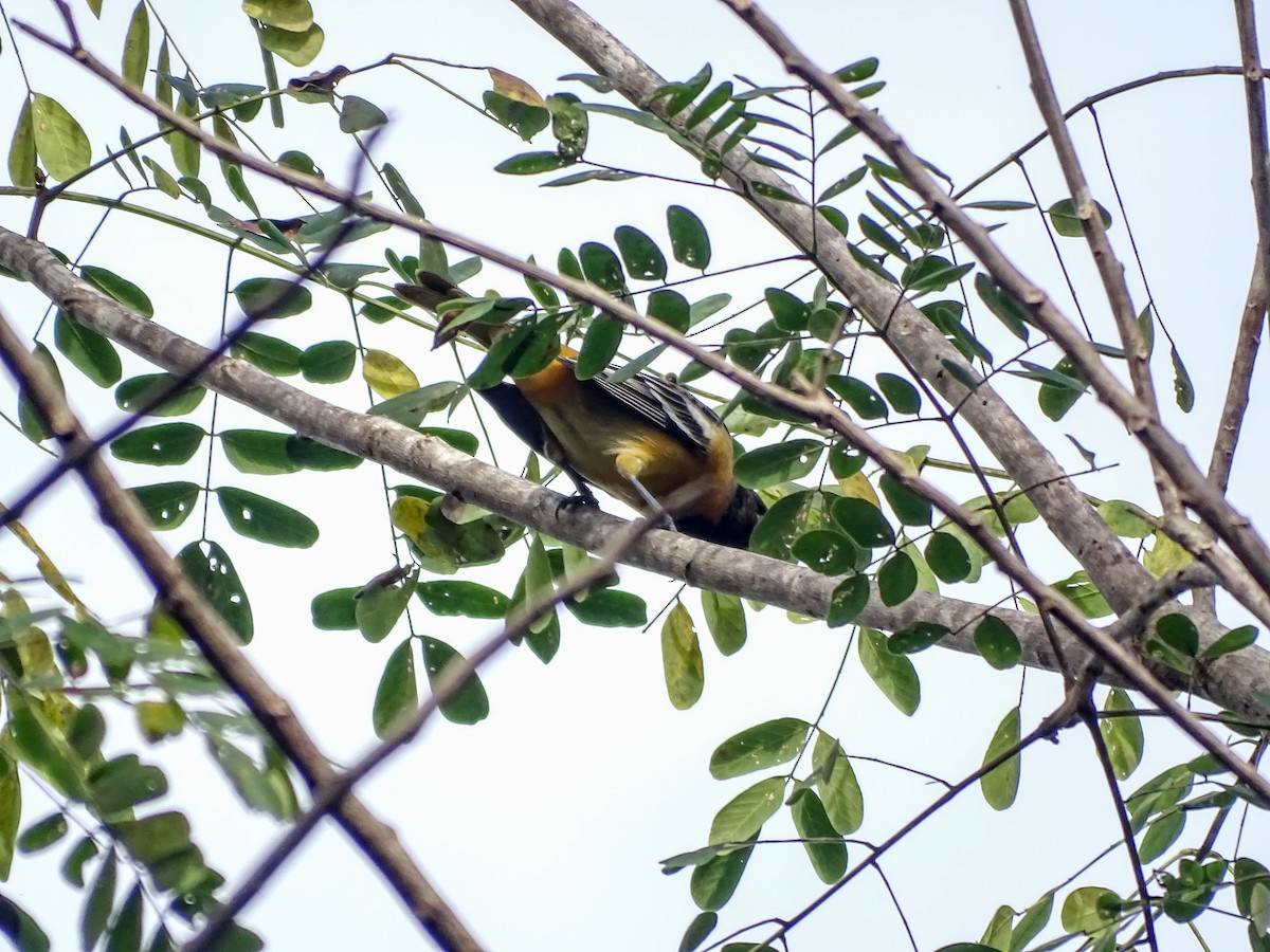 Балтиморский трупиал - ML645306798