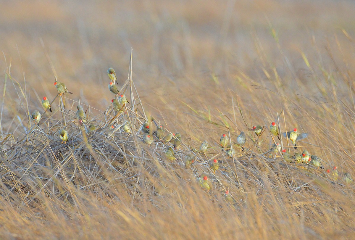 Star Finch - ML645306800