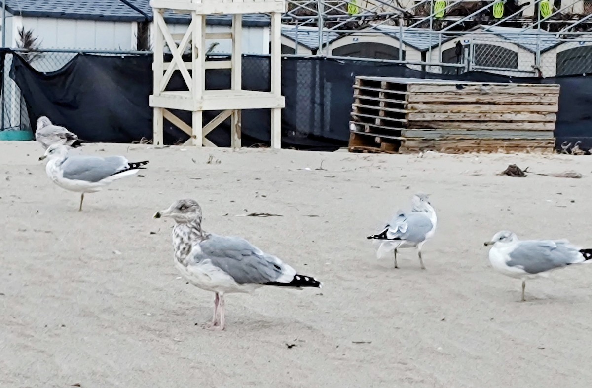 Halkalı Martı - ML645306805