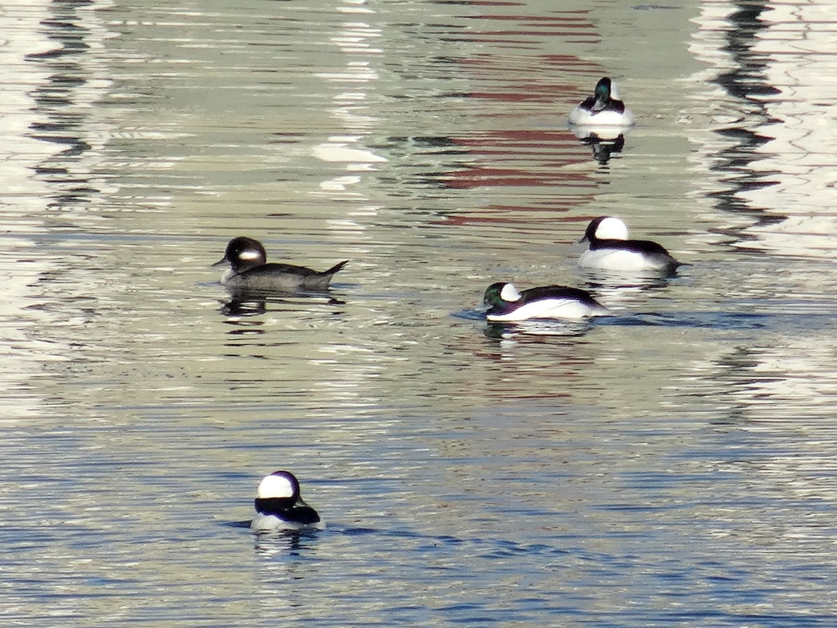 Bufflehead - ML645306806