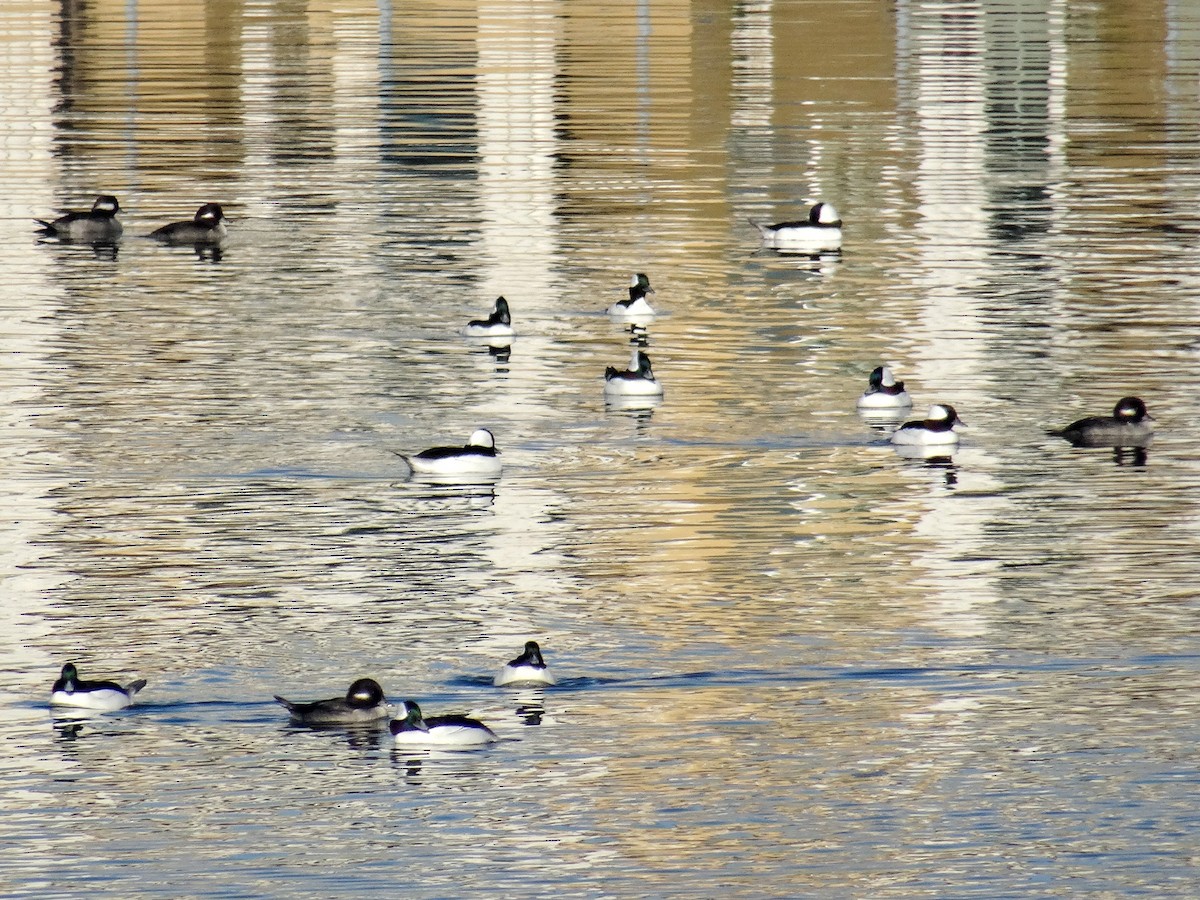 Bufflehead - ML645306808