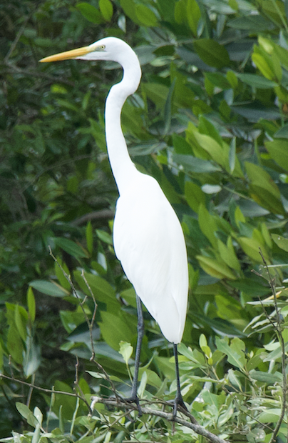 Garceta Grande - ML645306809