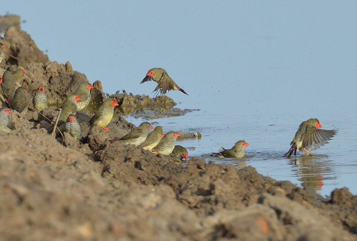 Star Finch - ML645306815