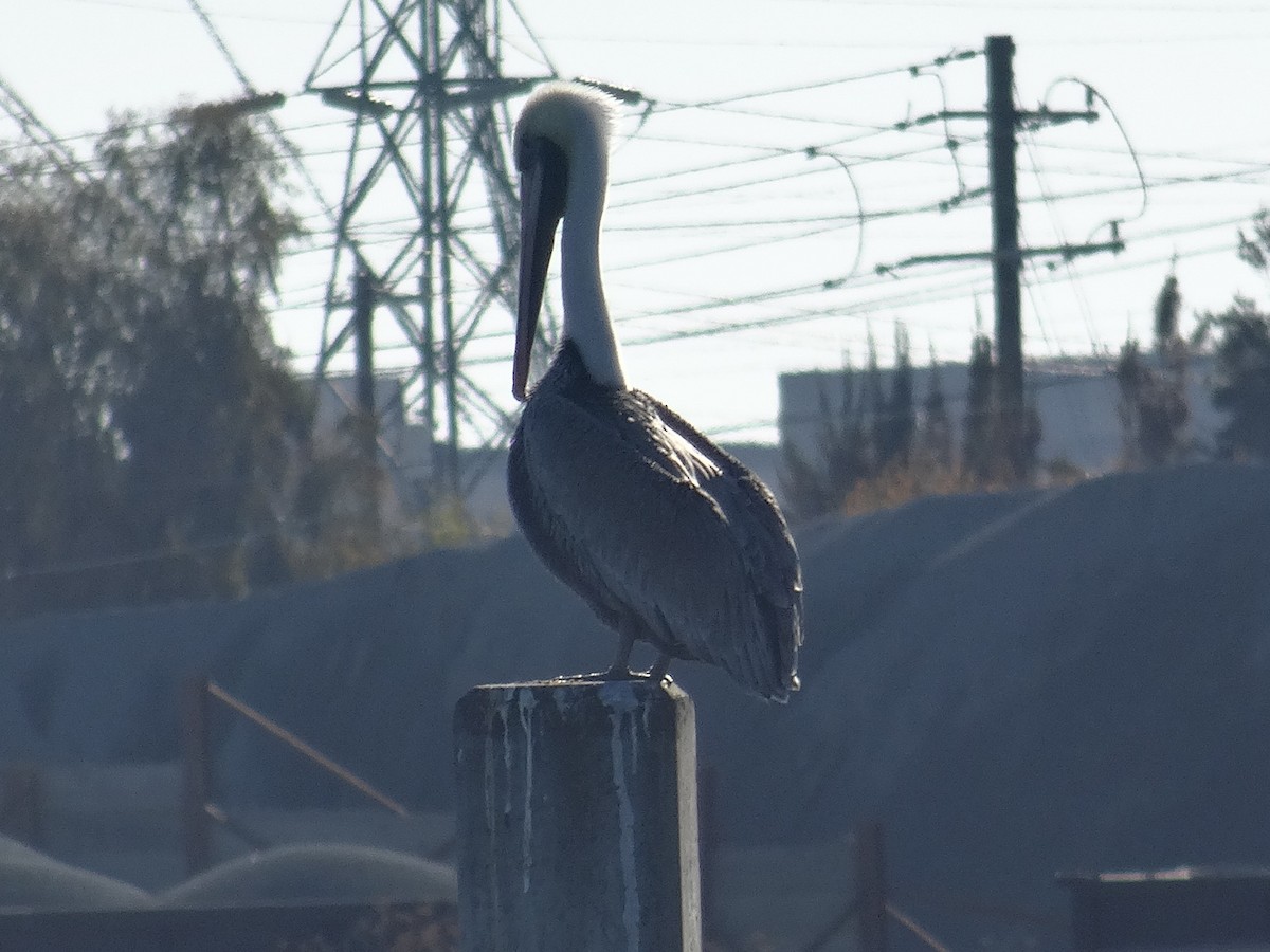 Brown Pelican - ML645306827