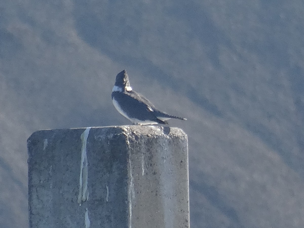 Belted Kingfisher - ML645306830