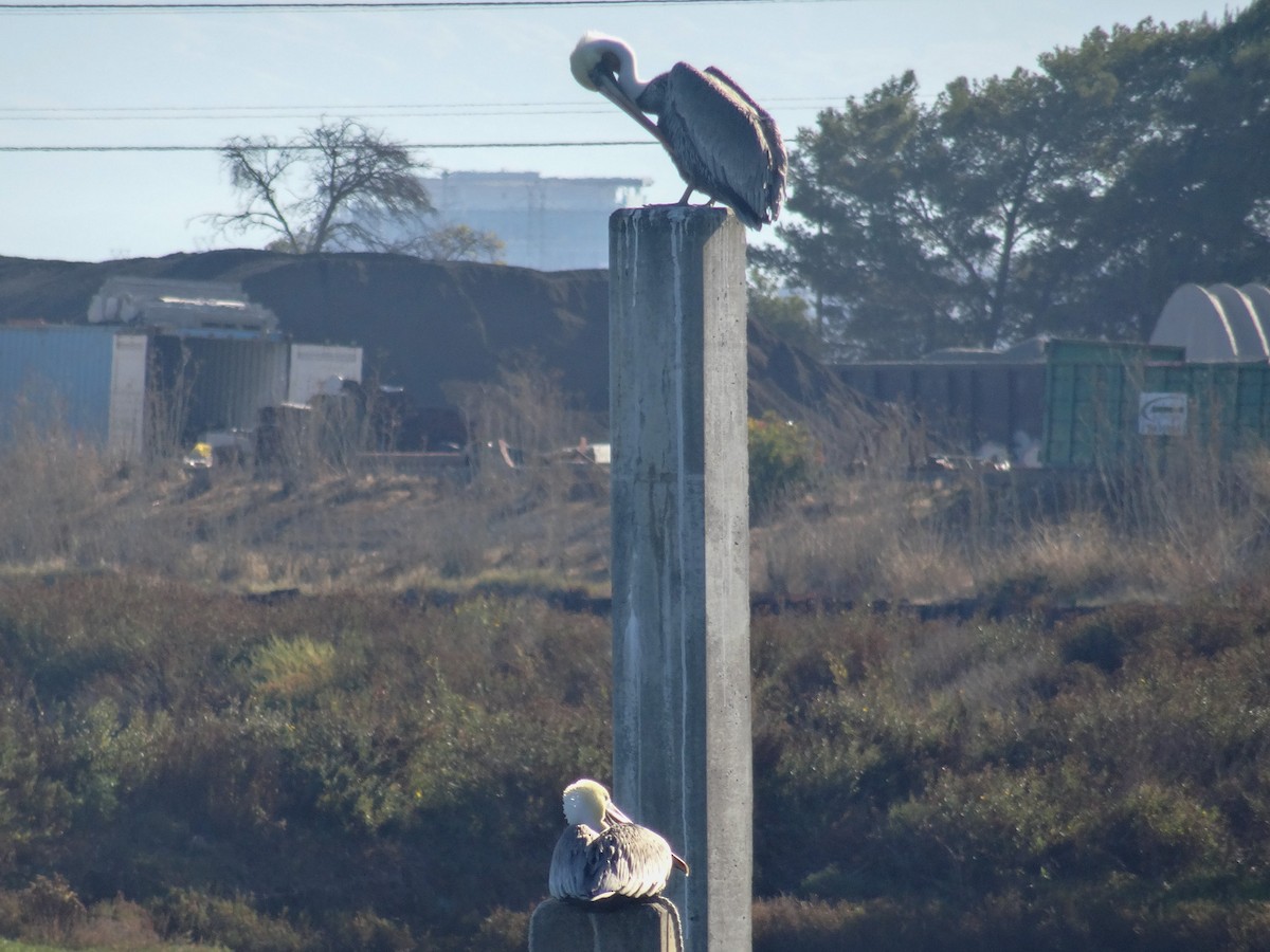 Brown Pelican - ML645306831