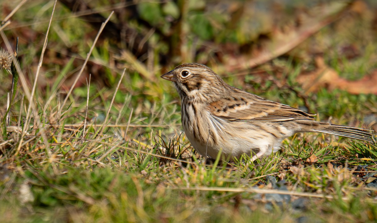 vesperspurv - ML645306833