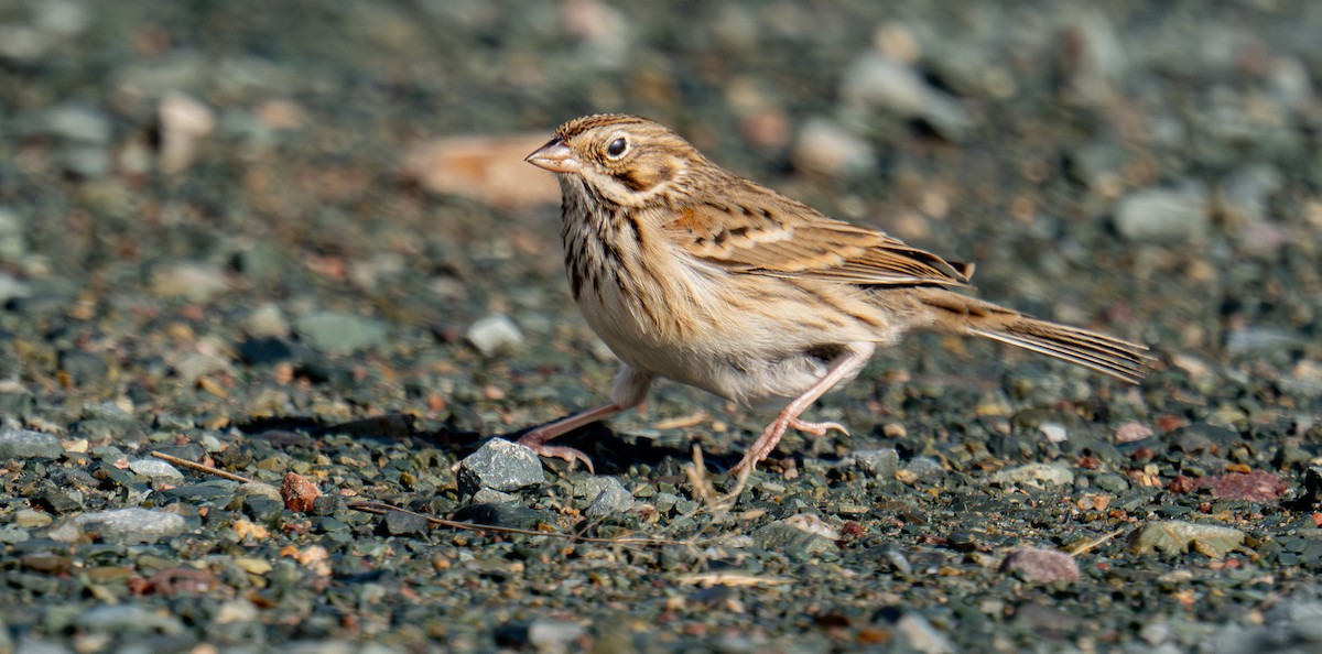 vesperspurv - ML645306834