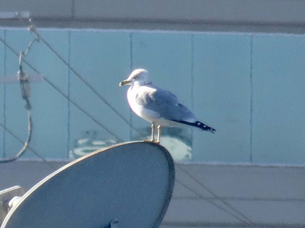 Halkalı Martı - ML645306835