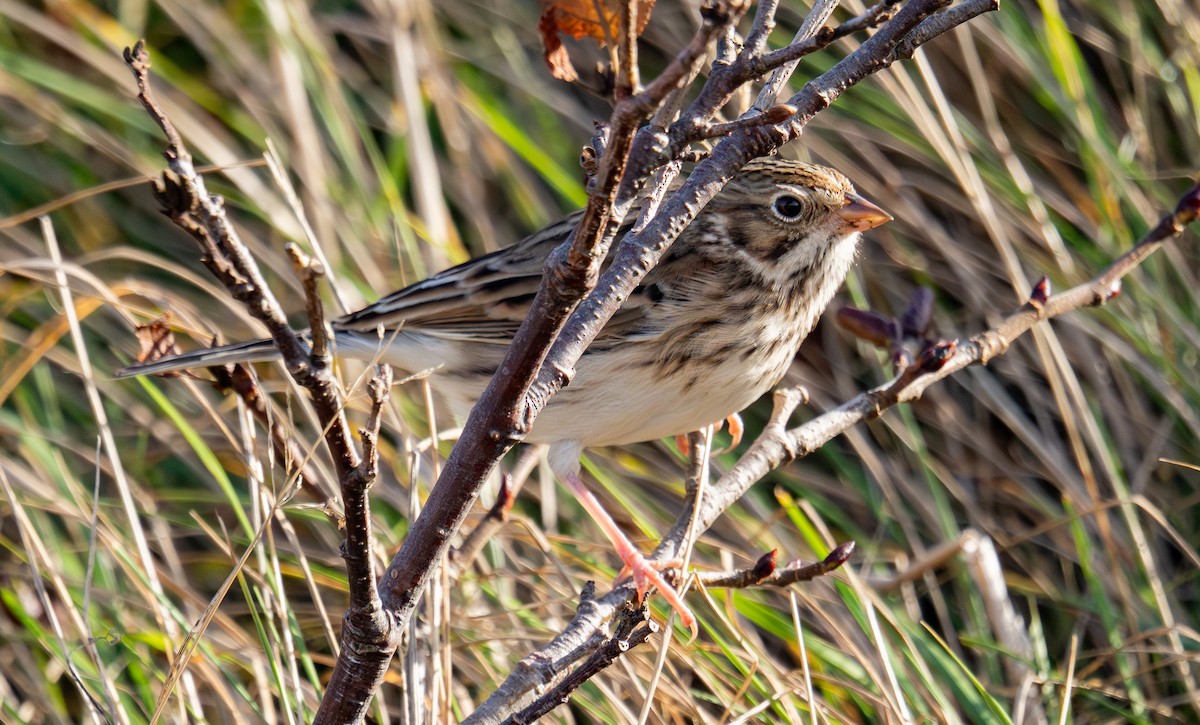 vesperspurv - ML645306836