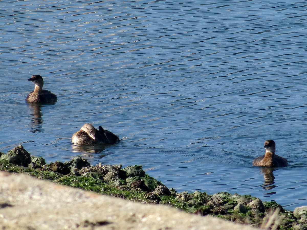 Pied-billed Grebe - ML645306839