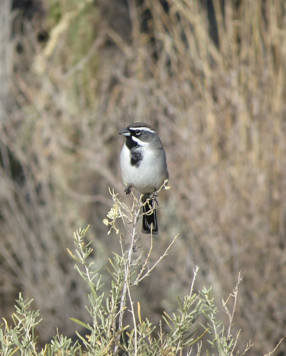 svartstrupespurv - ML645306841