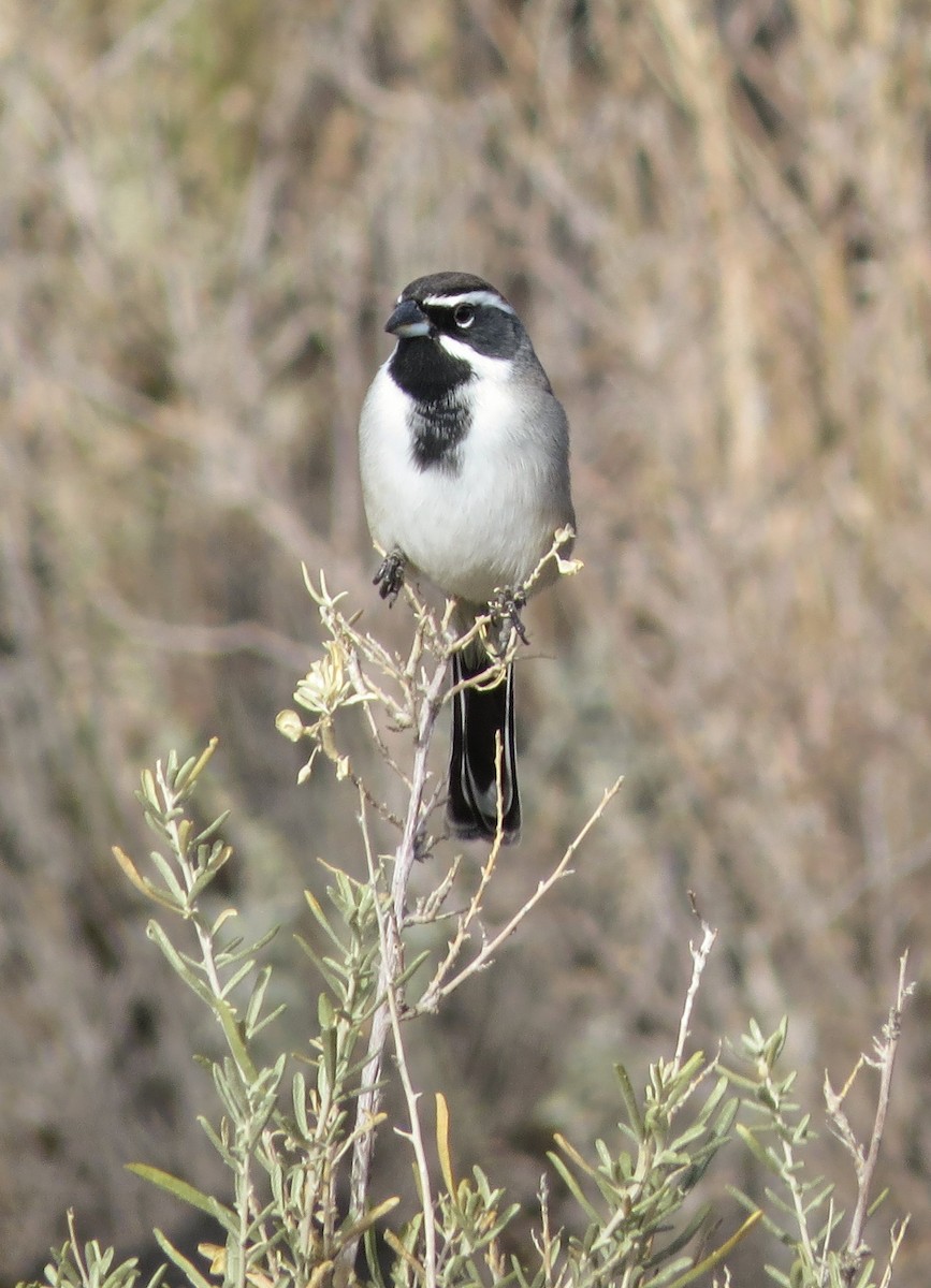 svartstrupespurv - ML645306842