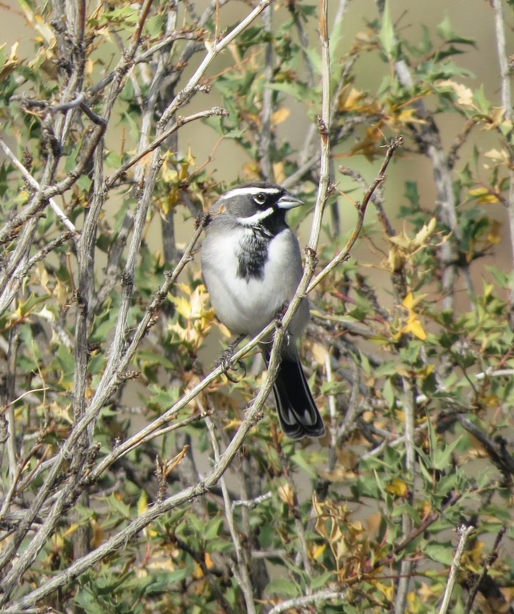 svartstrupespurv - ML645306843