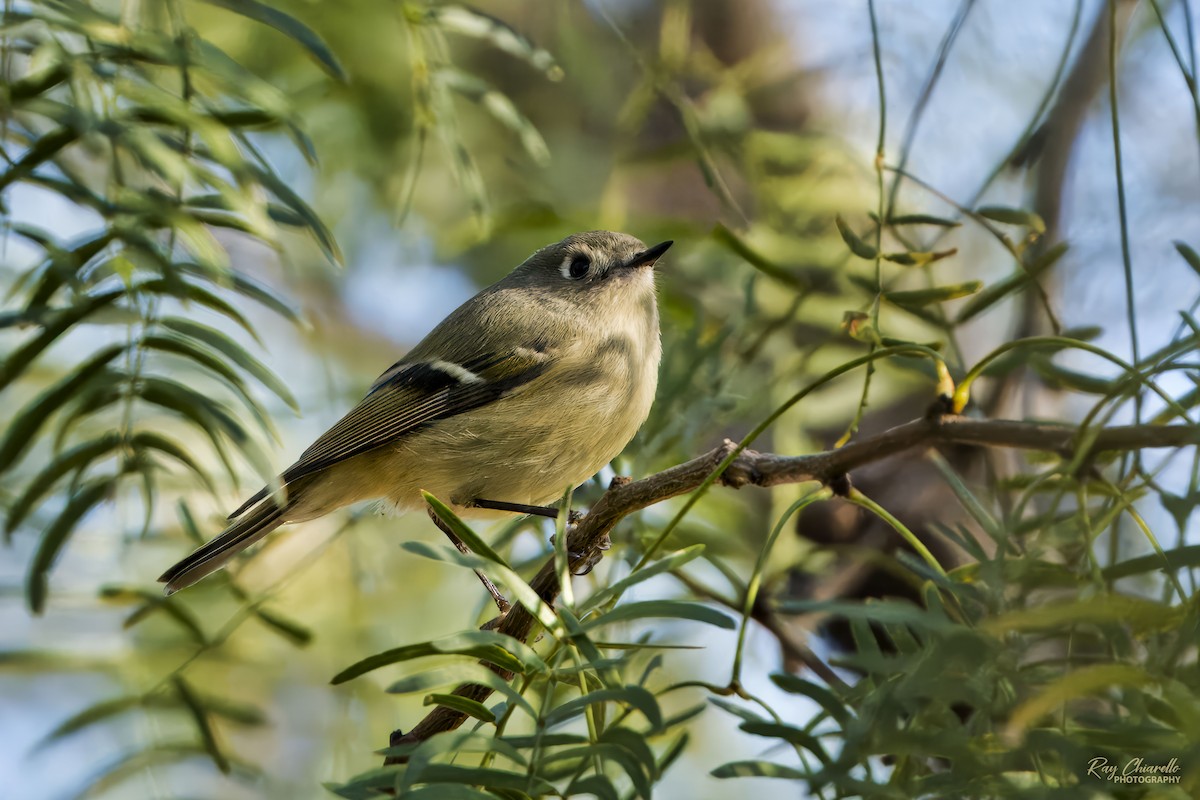 Ruby-crowned Kinglet - ML645306846