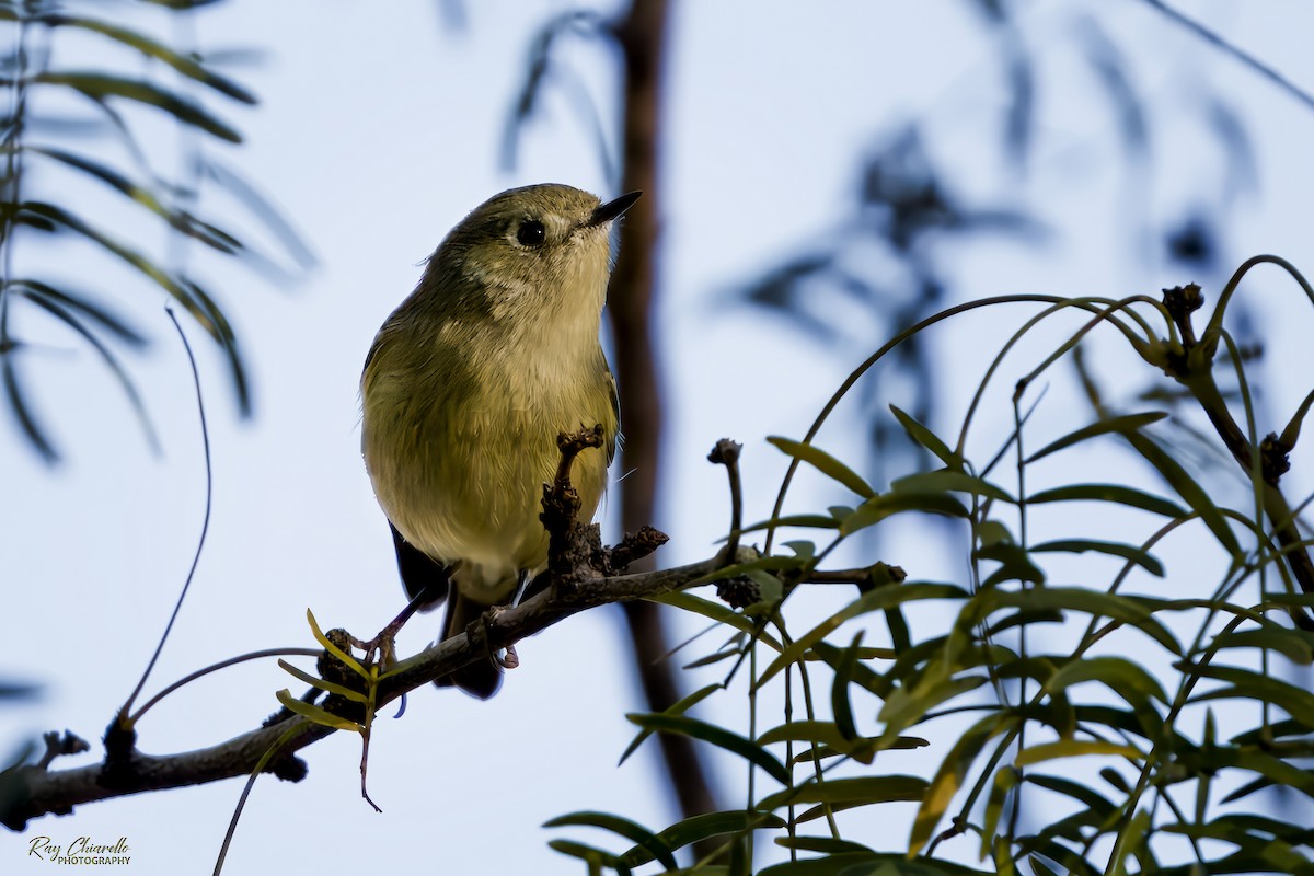 Ruby-crowned Kinglet - ML645306853