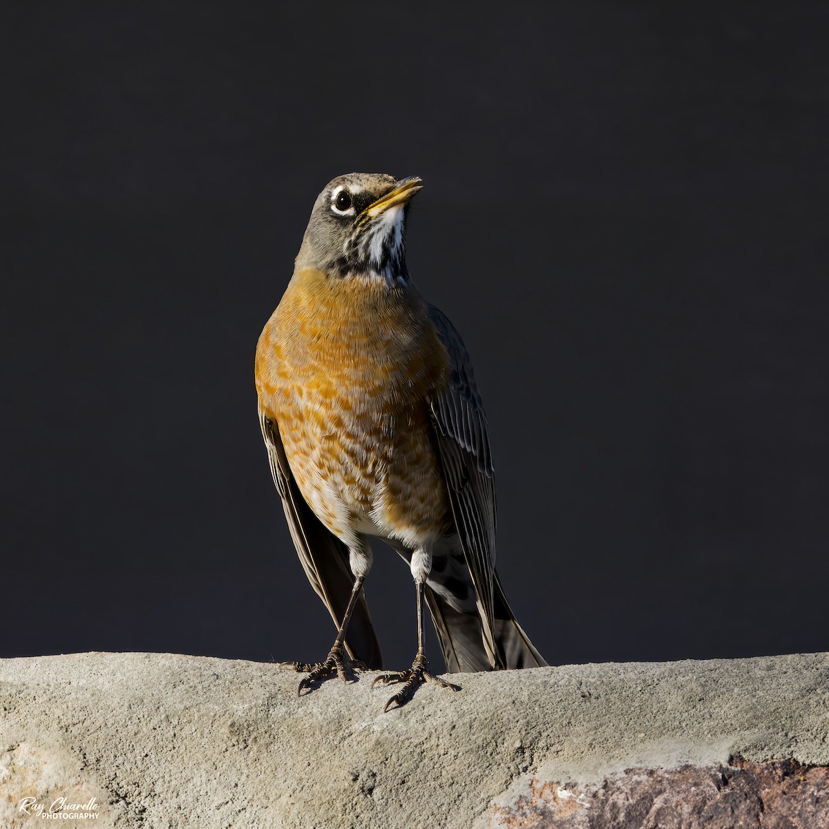 コマツグミ - ML645306855