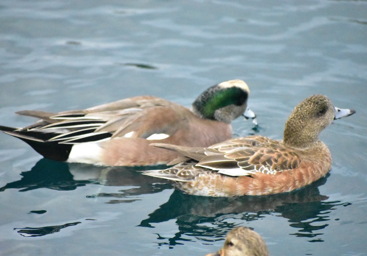 Свищ американський - ML645306862