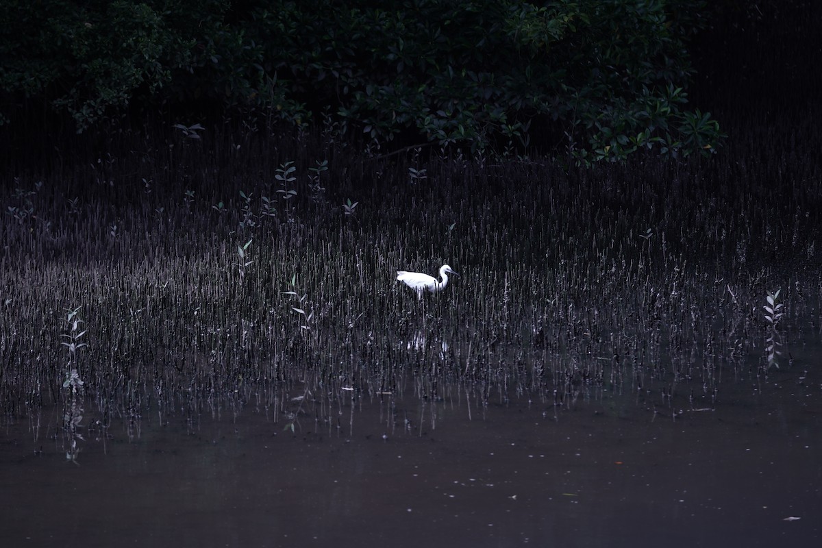 Aigrette garzette - ML645306868