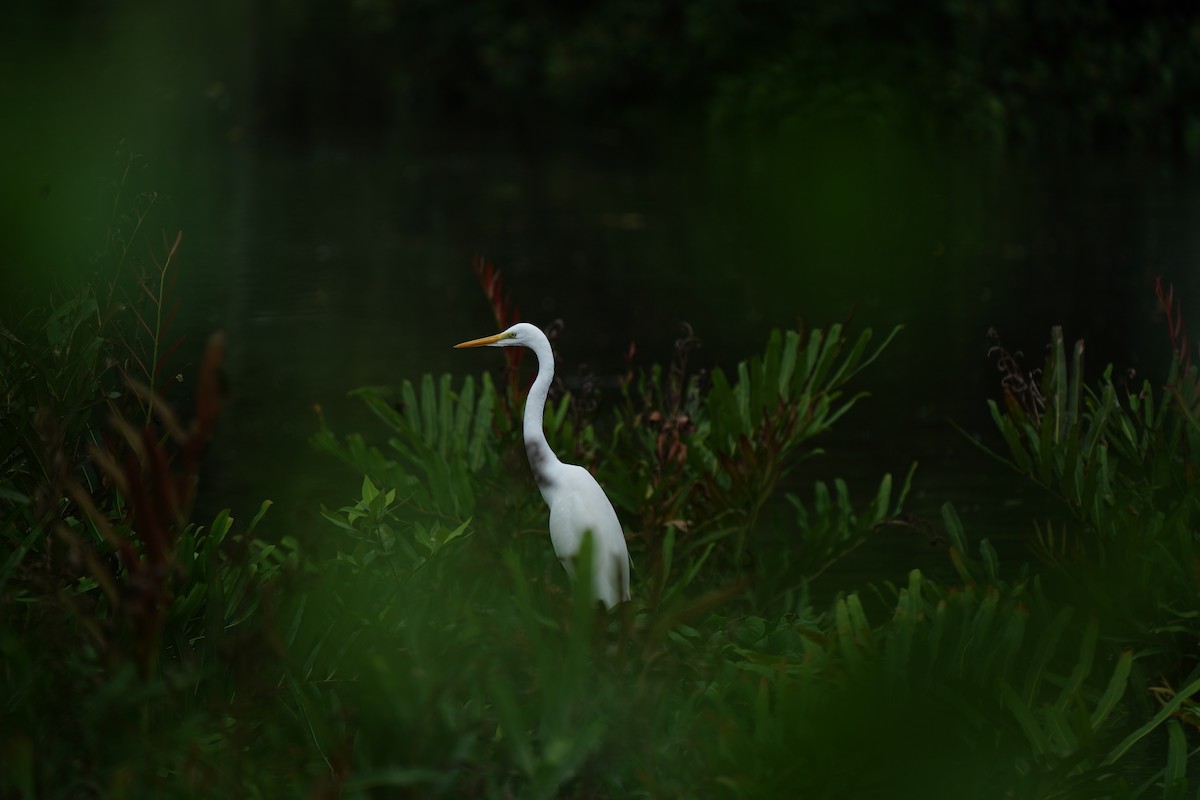 Garceta Grande - ML645306874